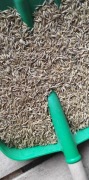 Owies opałowy do pieców z podajnikiem 