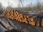 Odziomki sosnowe bezseczne