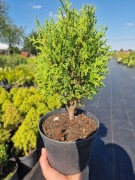 Żywotnik zachodni Thuja occidentalis 'Little gem' tuja