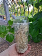 Muszki nieloty Drosophila melanogaster HEATPACK 