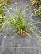 Turzyca japońska Carex Gold trawa ozdobna sadzonka z gruntu 