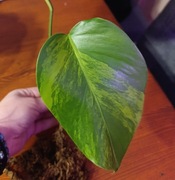 Monstera deliciosa marmorata / aurea