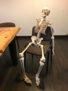 Szkielet anatomiczny wysoki bez kończyny górnej 