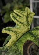 Alocasia Jacklyn aurea bulwa variegata alokazja Jaklyn 