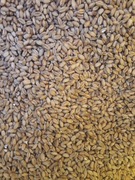 Pszenica przewiany od rolnika.