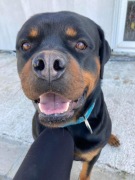 Rottweiler 