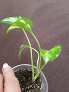 Epipremnum Marble  Queen 