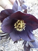 Ciemiernik mix.kol. 10 n nasiona