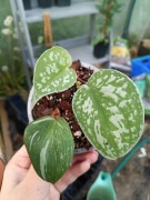 scindapsus rubicon, silver Ann zestaw