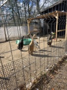 Jaja lęgowe biegus indyjski 