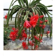 Epiphylium kaktus kwitnący na czerwono