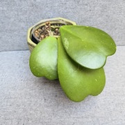 Hoya kerrii hoja kerri 