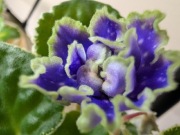 Fiołek afrykański liść ND Bosfor Wostocznyj 