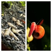 Mix ślimaków! Zatoczki i Świderki 30sztuk!!