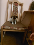 Jack Russell Terrier piesek