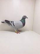 Gołębie pocztowe. 