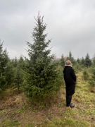 Świerk serbski 3-4m (picea Omorika) 