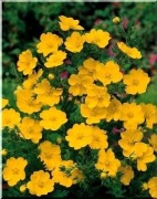 Pięciornik wyprostowany bylina wieloletna sadzonka 