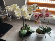 Sztuczne storczyki w doniczkach Roślina Doniczkowa Sztuczna Orchidea