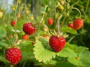 Poziomka Wysoka (Fragaria Moschata) 5 Dorodnych Sadzonek