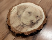 Labrador retriever plaster brzozy 
