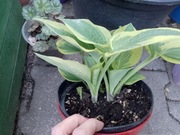 Funkia hosta duża sadzonka 