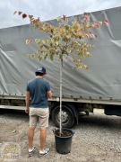 Judaszowiec kanadyjski / Cercis 'Carolina Sweetheart' / Pień 180cm