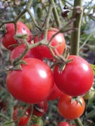 Pomidor koktajlowy Hiszpański 