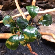 Bucephalandra sp. Peacok, emersyjna 5-9 cm