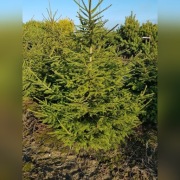 Świerk zwykły, formowany. 