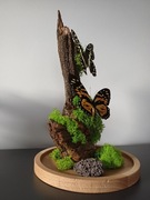 Szklany klosz z motylami 