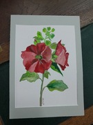 Akwarela malwa kwiat