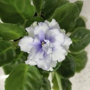 Fiołek afrykański Alen Organza