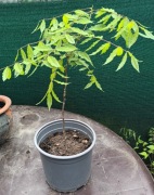 Glicynia wisteria sadzonka ok. 3-letnia 40cm