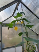 Zawieszki uchwyt system mocowania linek szklarni klipsy szklarniowe