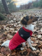 Kurtka dla psa Zolux ubranko puchowe/nieprzemakalne kolor CZERWONY 30cm