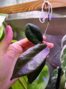 Hoya mocgillivrayi "Mount tozer" 
