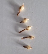 Bulwa Alokazja Venom