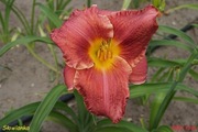 Hemerocallis / Liliowiec: Słowianka