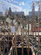 Miłorząb japoński troll mariken 