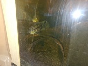 Akara pomarańczowopłetwa