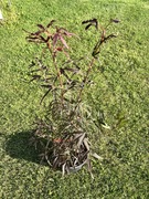 Klon palmowy „Pung Kil”