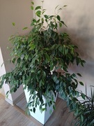 Roślina domowa Ficus