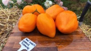 AUNT SWARLO'S ORANGE PLEASURE nasiona Pomidor Kolekcjonerski