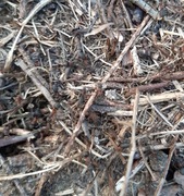 Mrowki czerwone starter mini chodowla