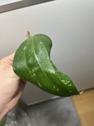 Hoja Hoya sp. South of Thailand EPC-209