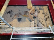 Zeberki młodziutkie 