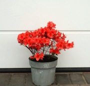 AZALIA JAPOŃSKA SIGNALGLÜHEN - Rhododendron * CUDO