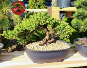 Nowość 2026 ! Piękny Jałowiec Procumbens Nana