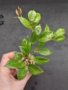 Hoya sunrise - sadzonka ukorzeniona